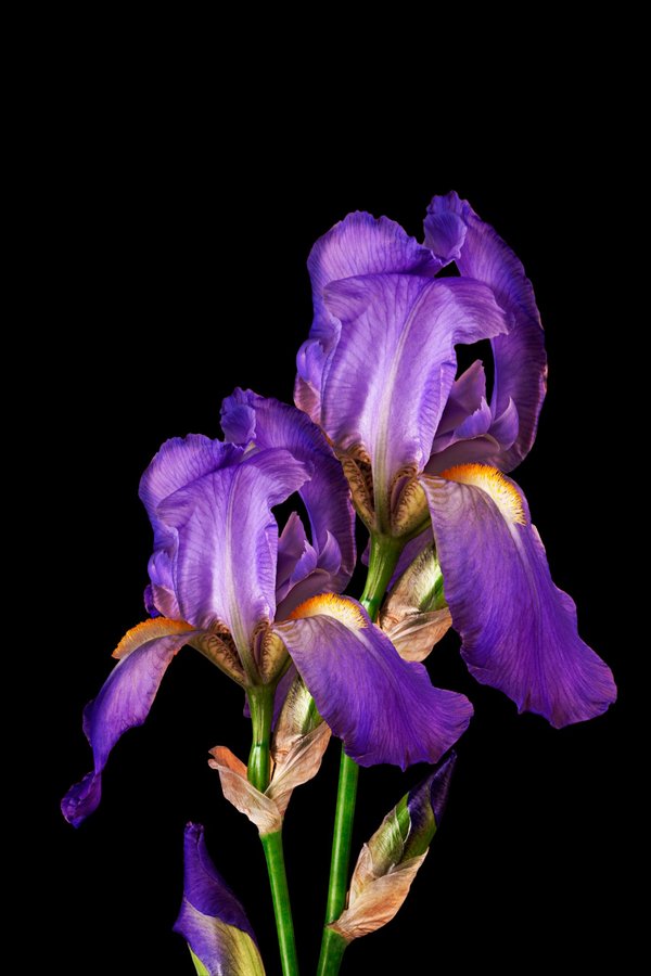 Découvrir les créations artistiques en fleurs séchées de nantes